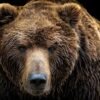 Intrusions by Bears Prompt Urgent Calls for Safeguards in North Macedonia