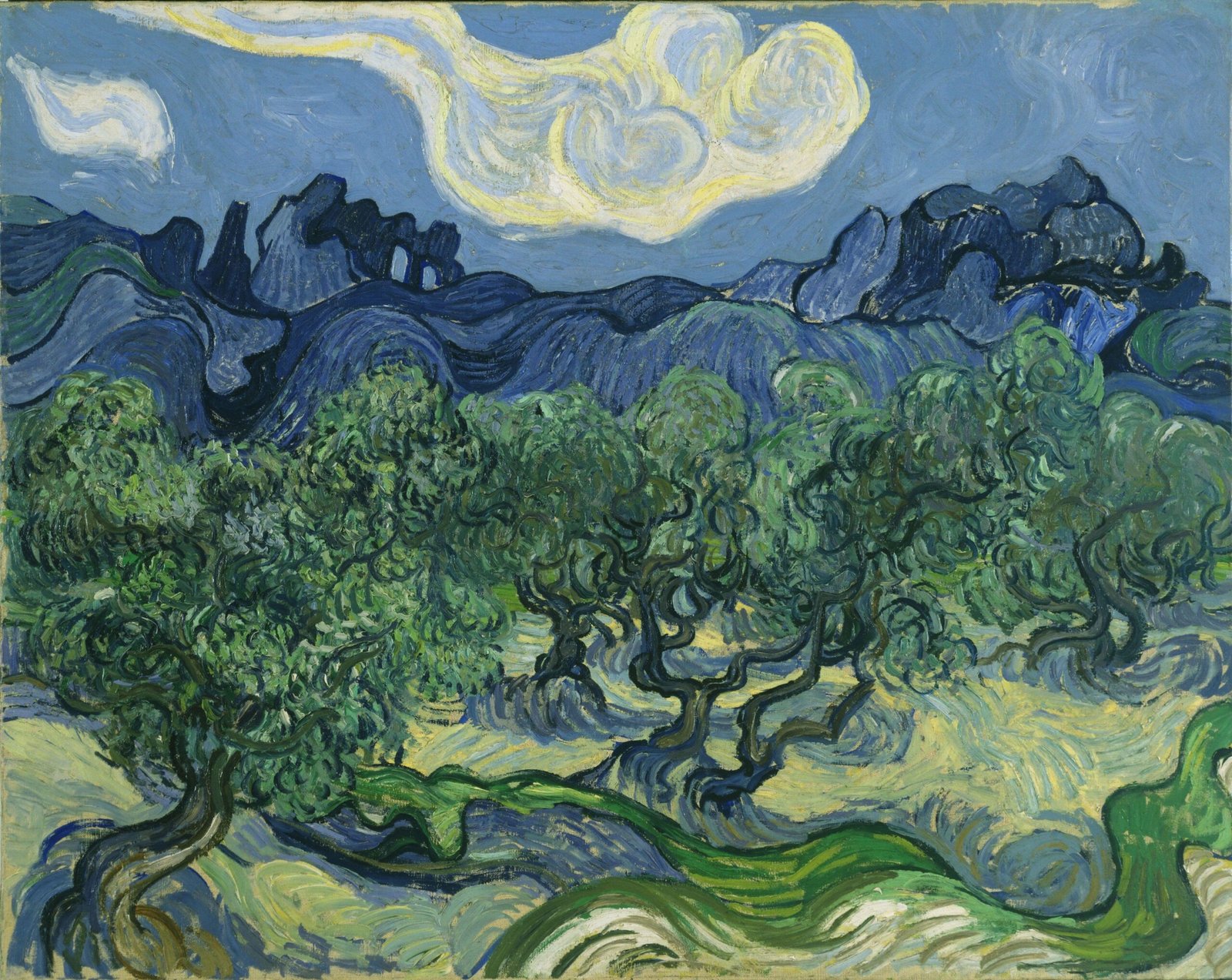Vincent van Gogh's Olive Tree